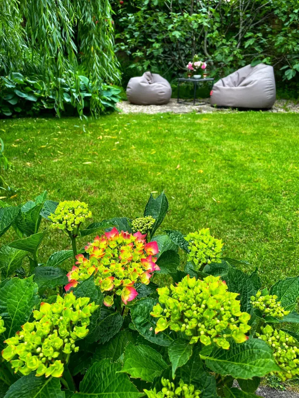 Hortenzie, trávník a sedací vaky