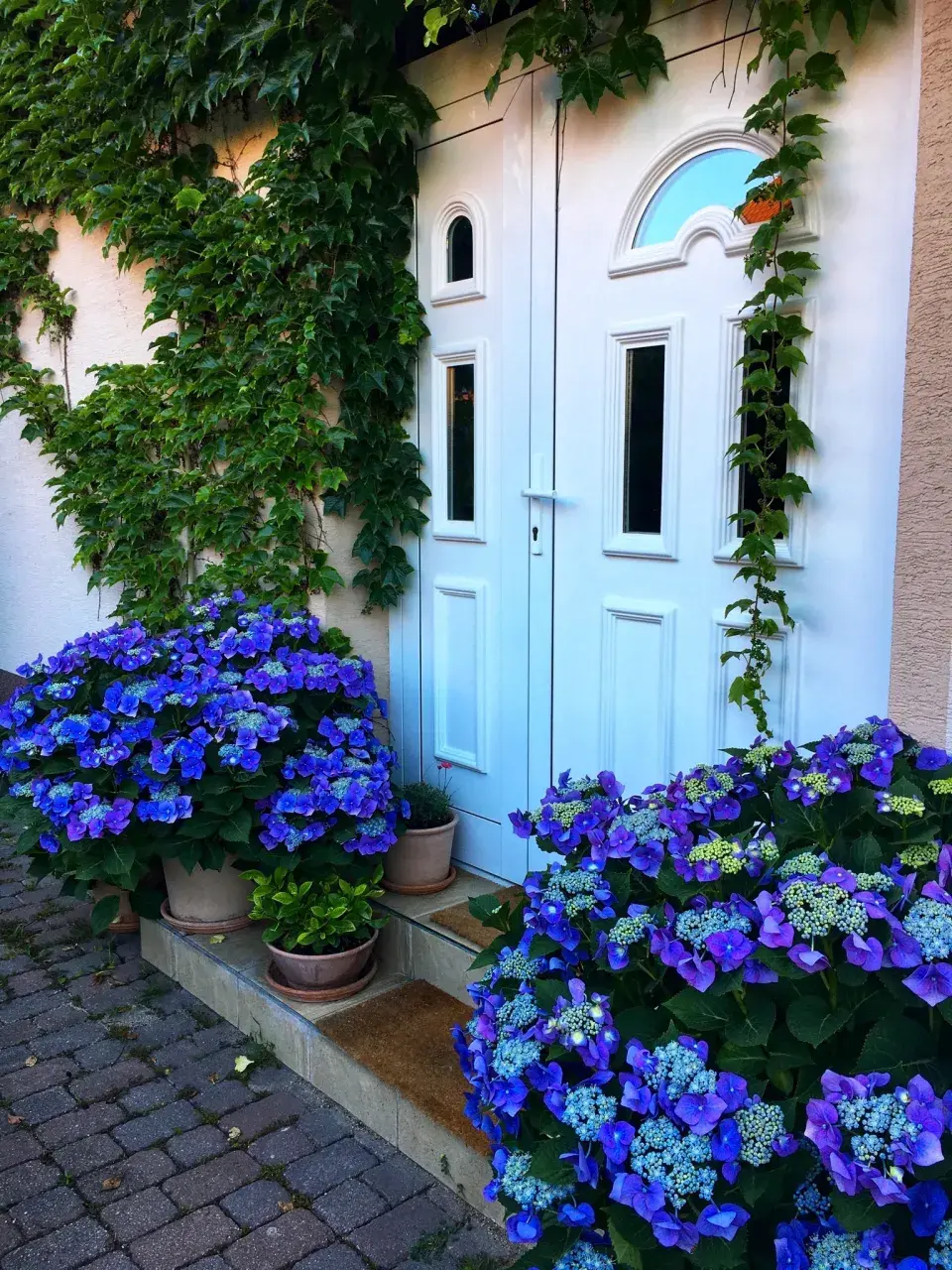 Hortenzie u vstupních dveří