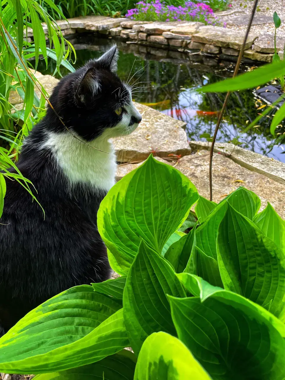 Kočka u jezírka s rybkami