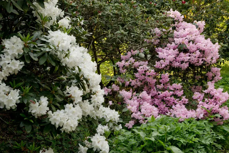 Zámecká zahrada Buchlovice