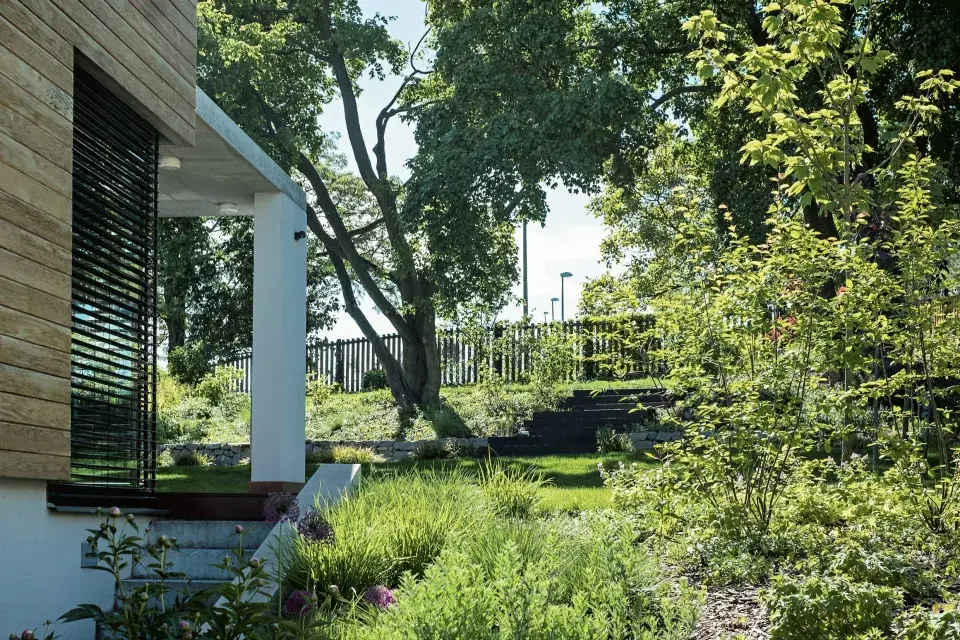 Divočejší výsadba