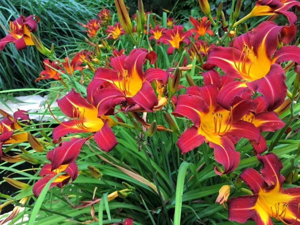 Zářivé květy denivek