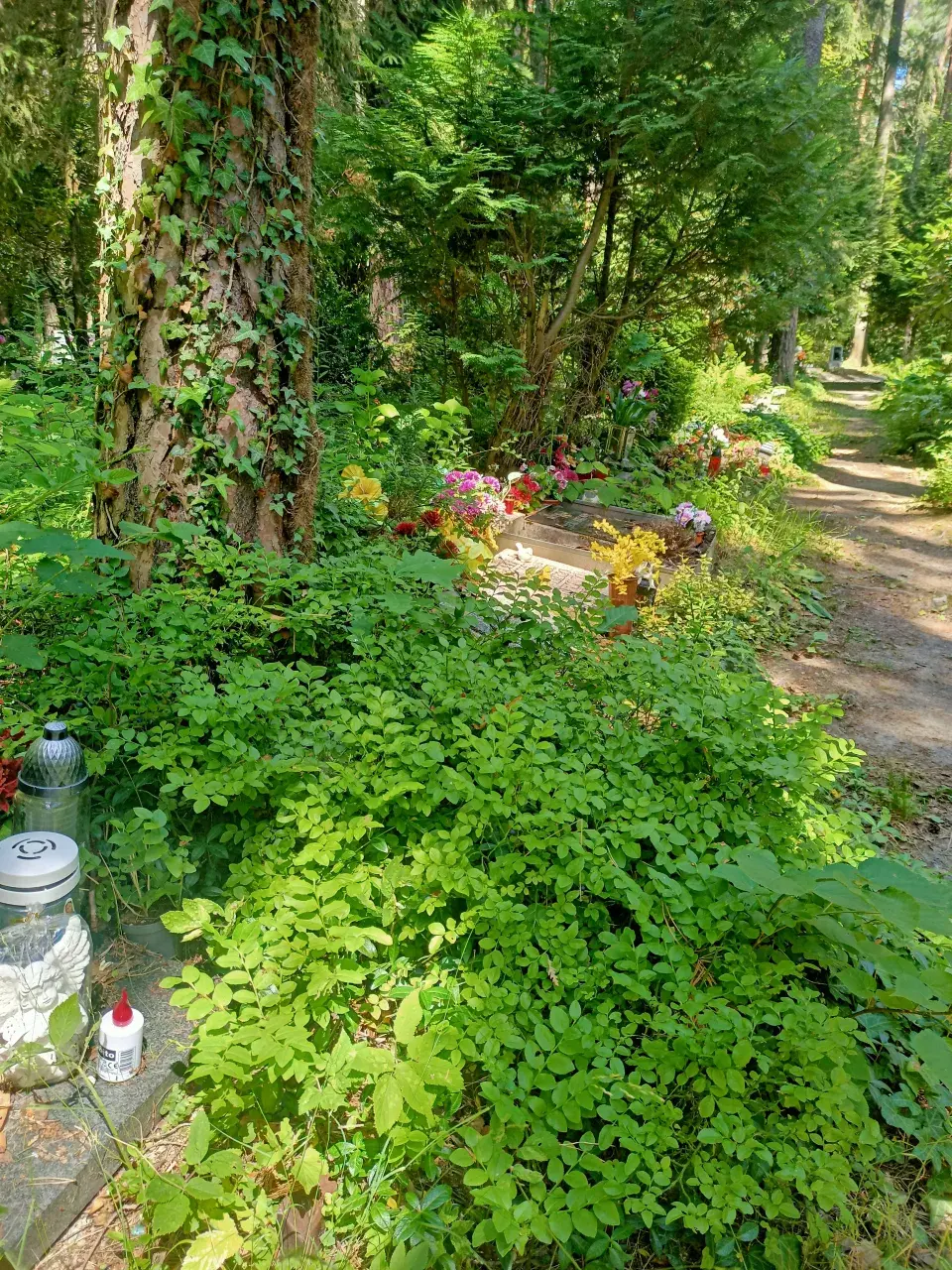 Lesní hřbitov Nový Bor