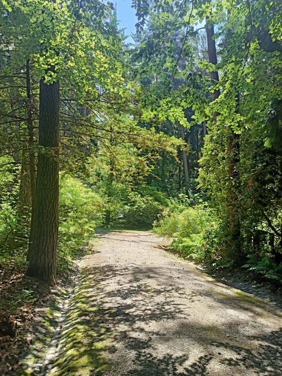 Lesní hřbitov Nový Bor