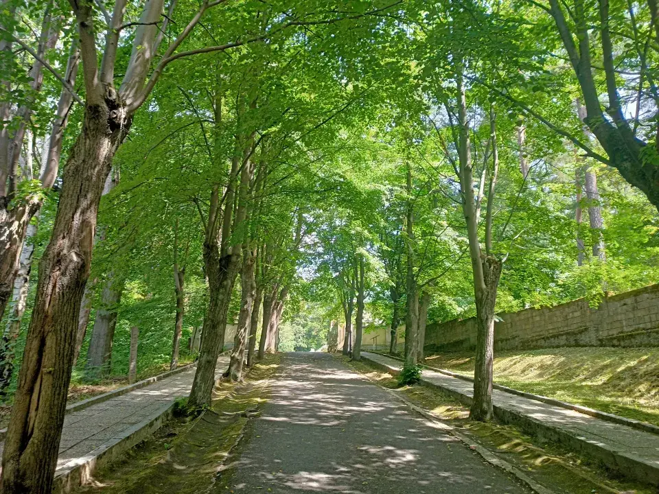 Lesní hřbitov Nový Bor