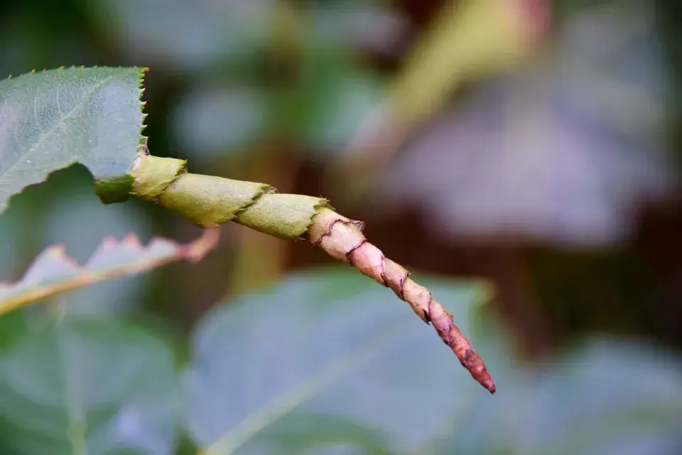 List poškozený pilatkou drobnou