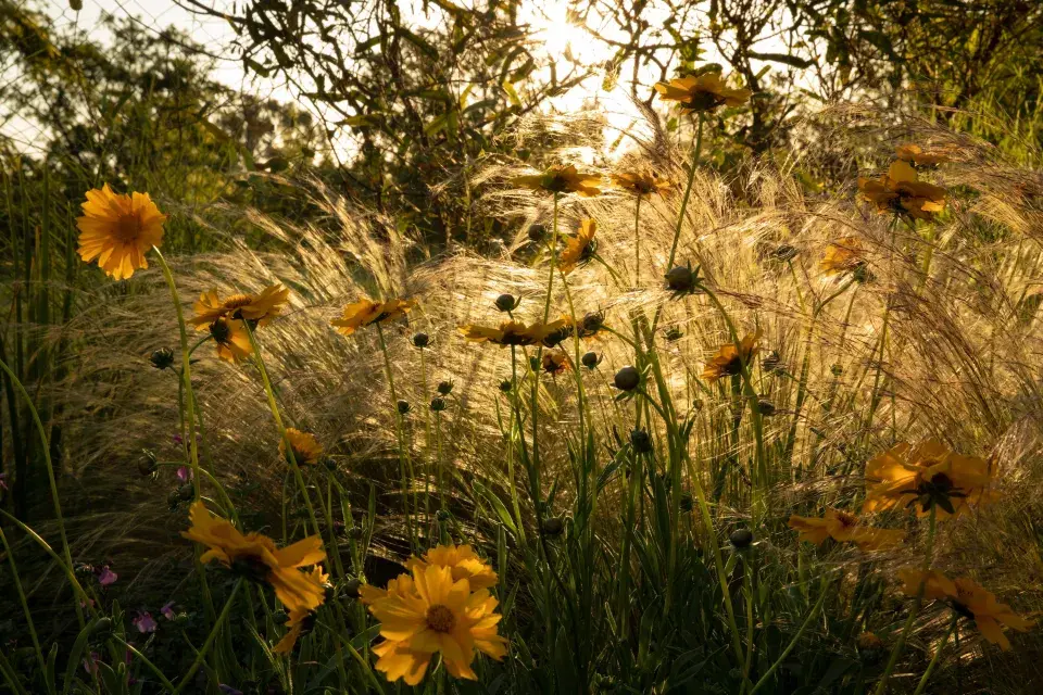 Kavyl a krásnoočko