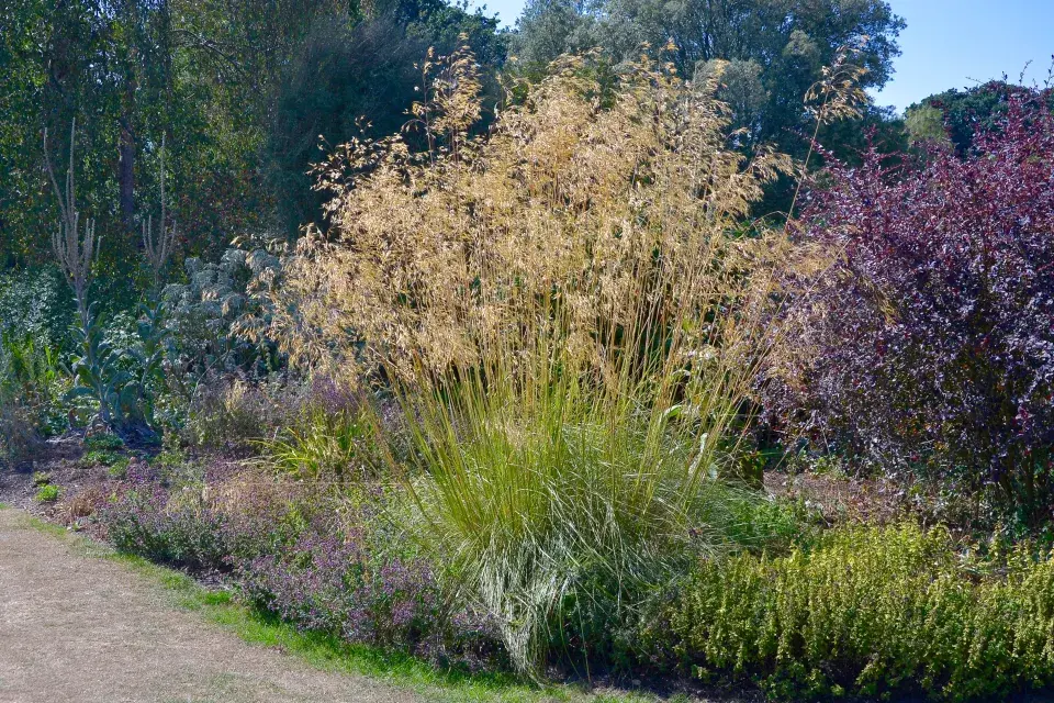 Kavyl obrovský (Stipa gigantea)