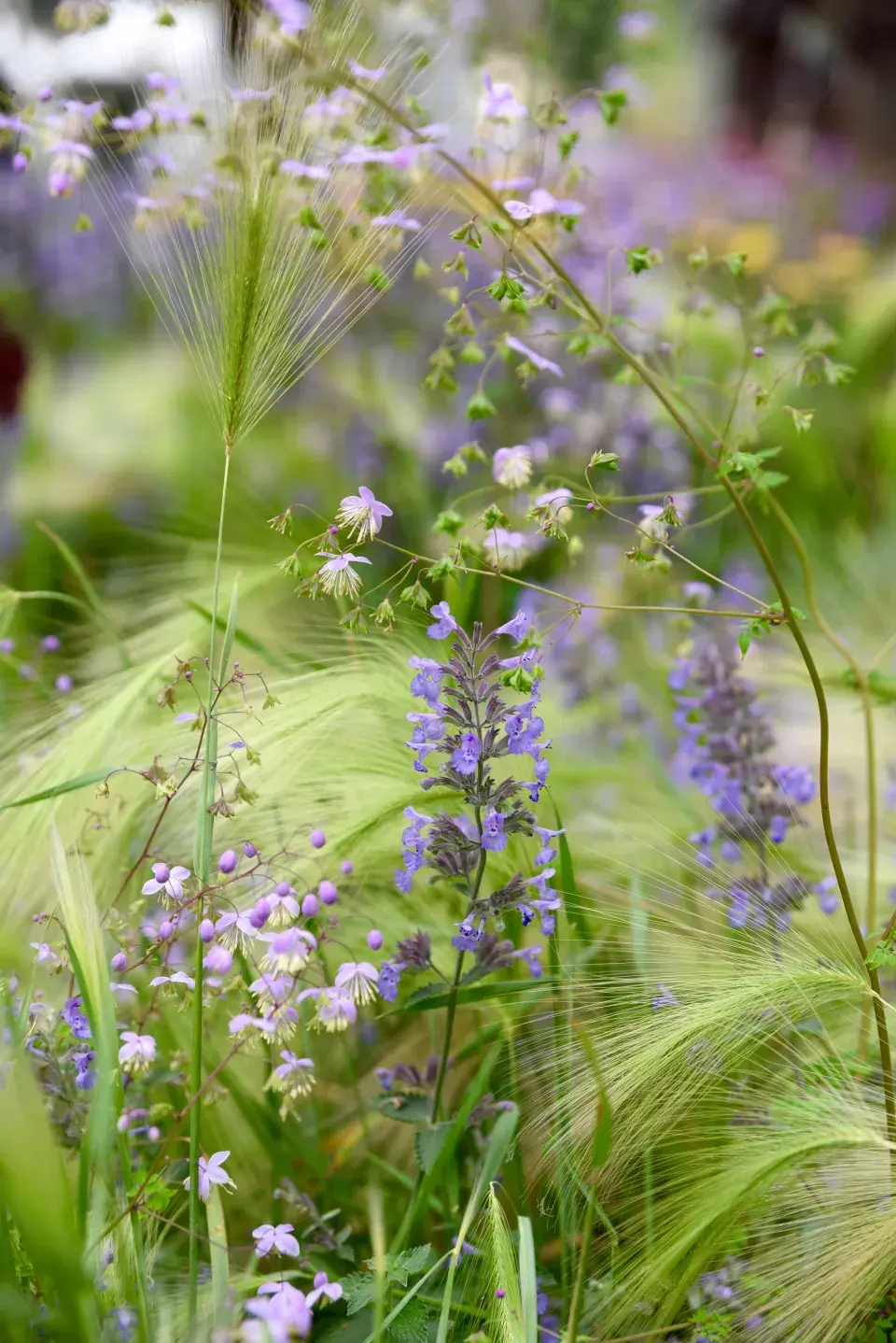 Ječmen hřivnatý (Hordeum jubatum)