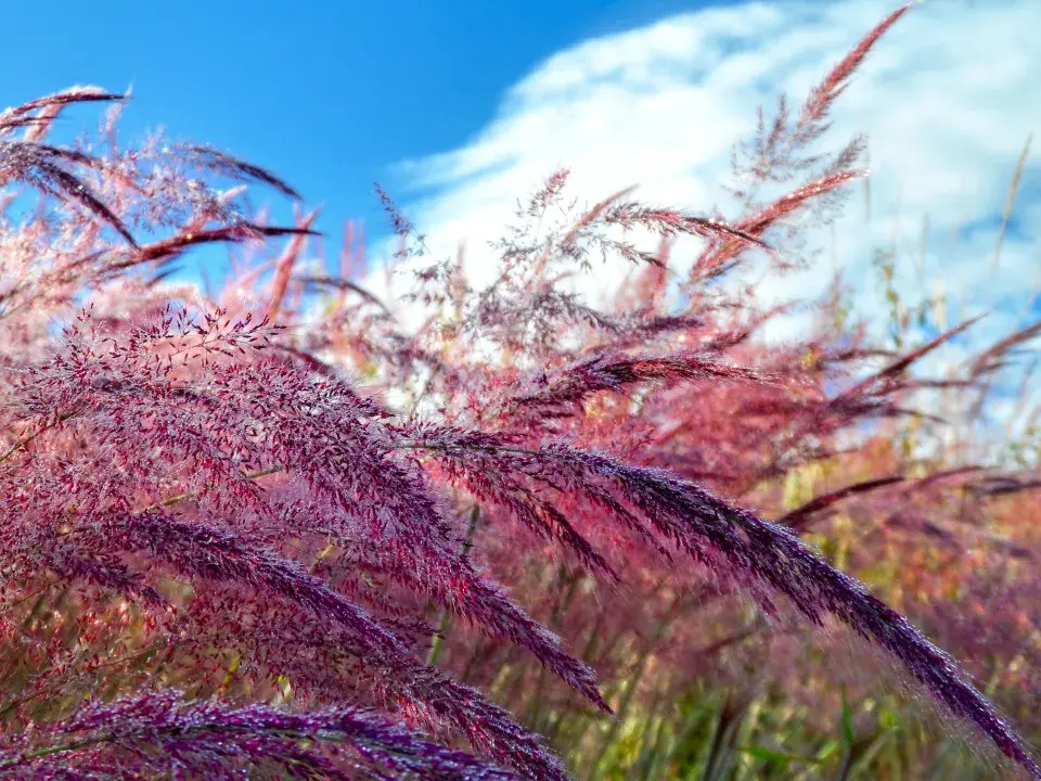 Okrasná tráva Muhlenbergia capillaris