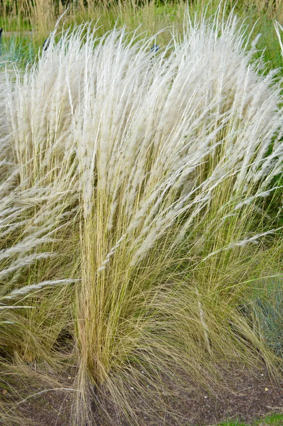 Kavyl andský (Stipa ichu)