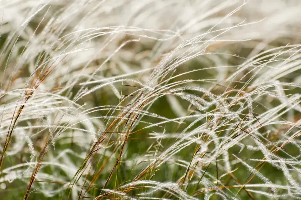 Kavyl Ivanův (Stipa pennata)