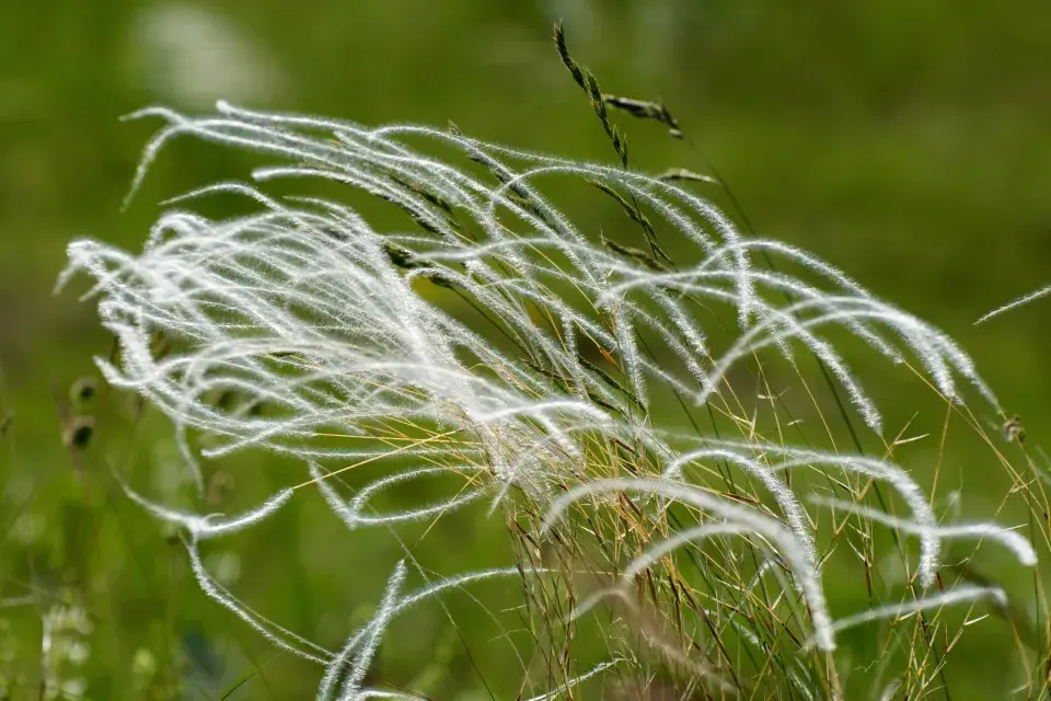 Kavyl vláskovitý (Stipa capillata)