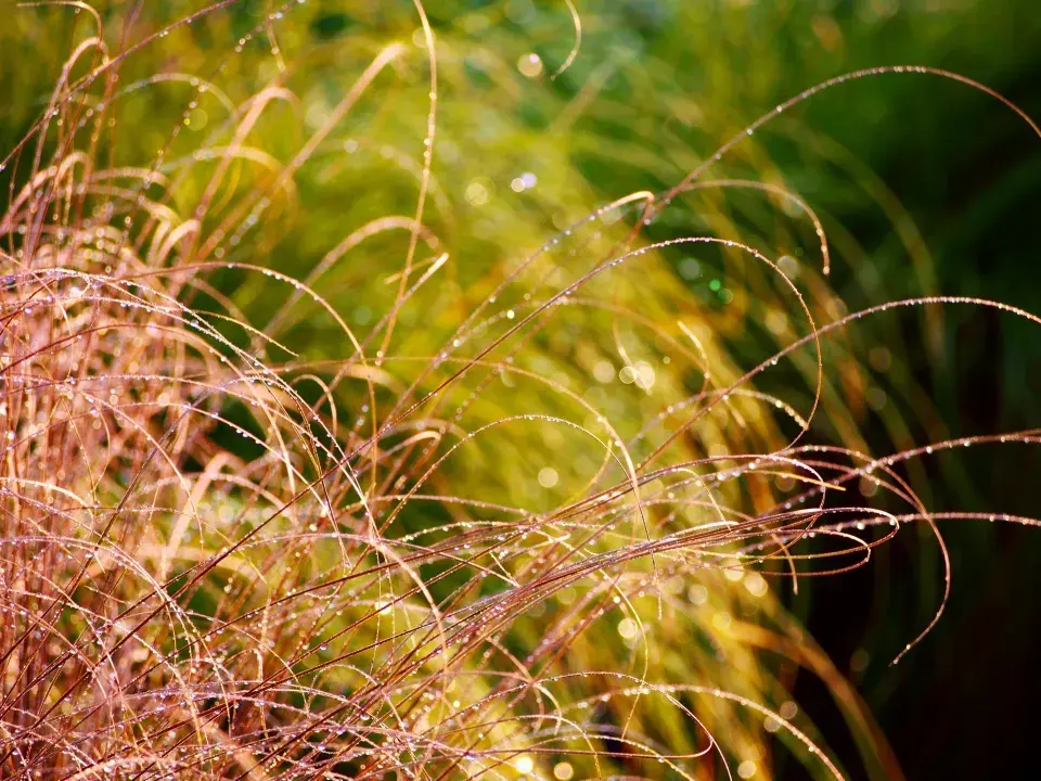 Ostřice chocholatá (Carex comans)