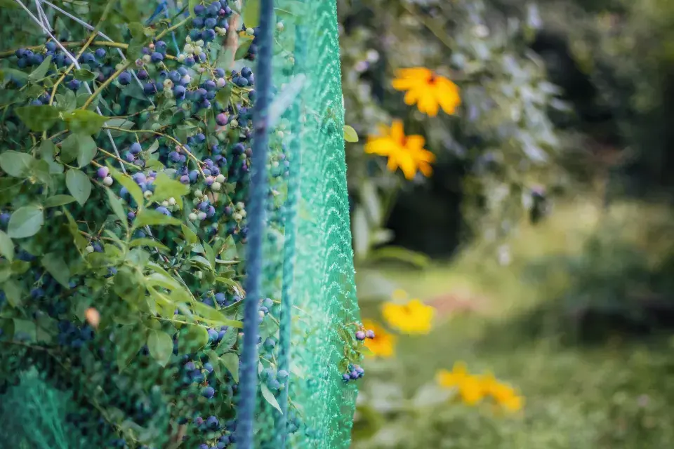 Zahrada paní Mariky