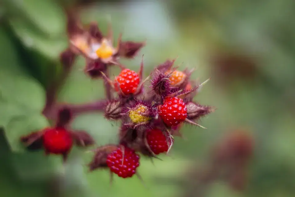 Zahrada paní Mariky