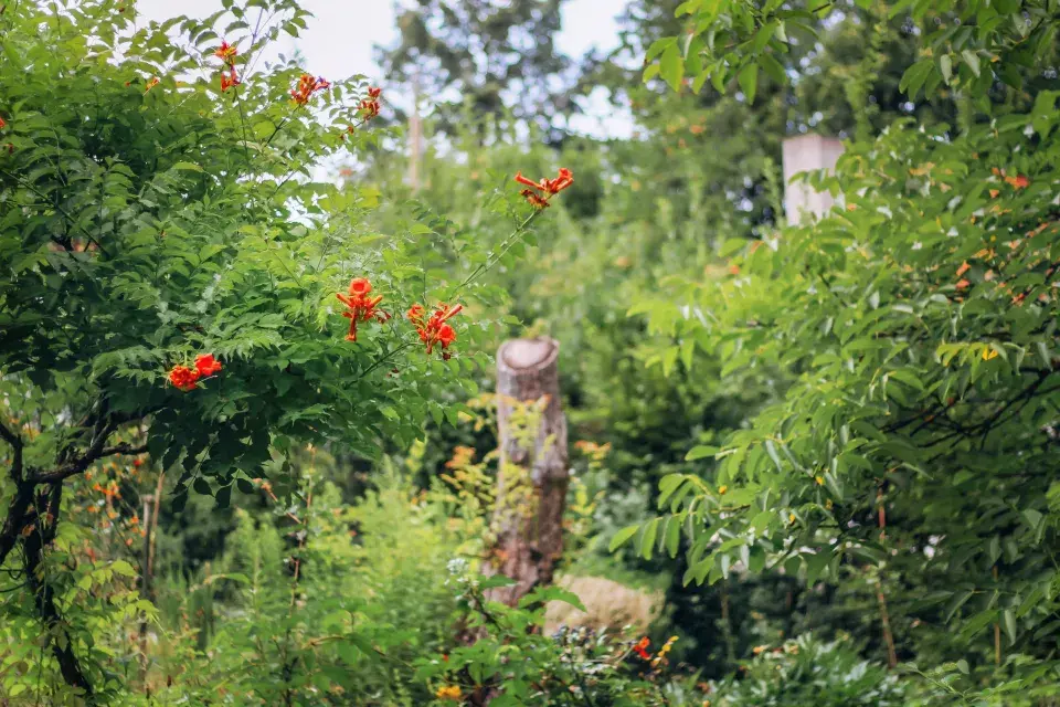 Zahrada paní Mariky