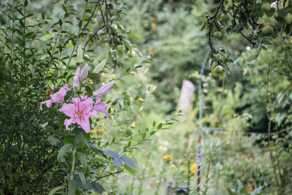 Zahrada paní Mariky