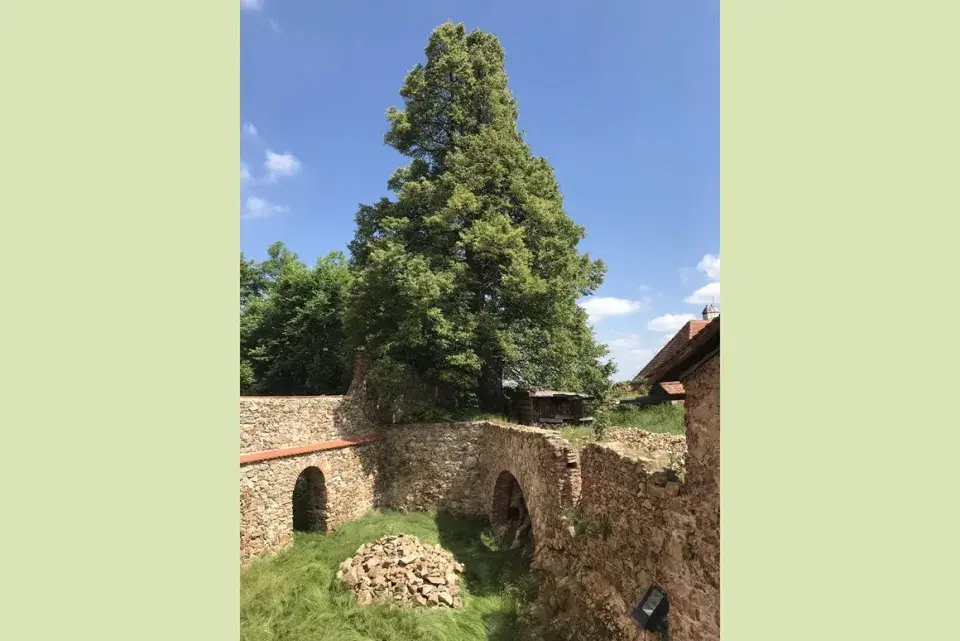 Lípa na hradě Sádek
