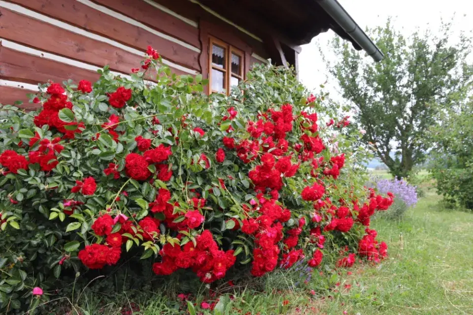 Červené květy růží