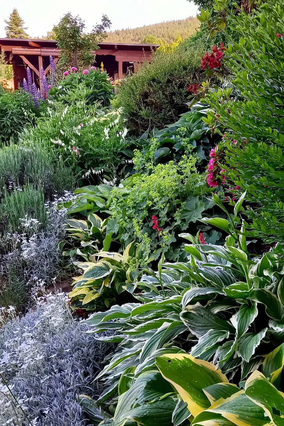 Bohyšky v okrasném záhonu