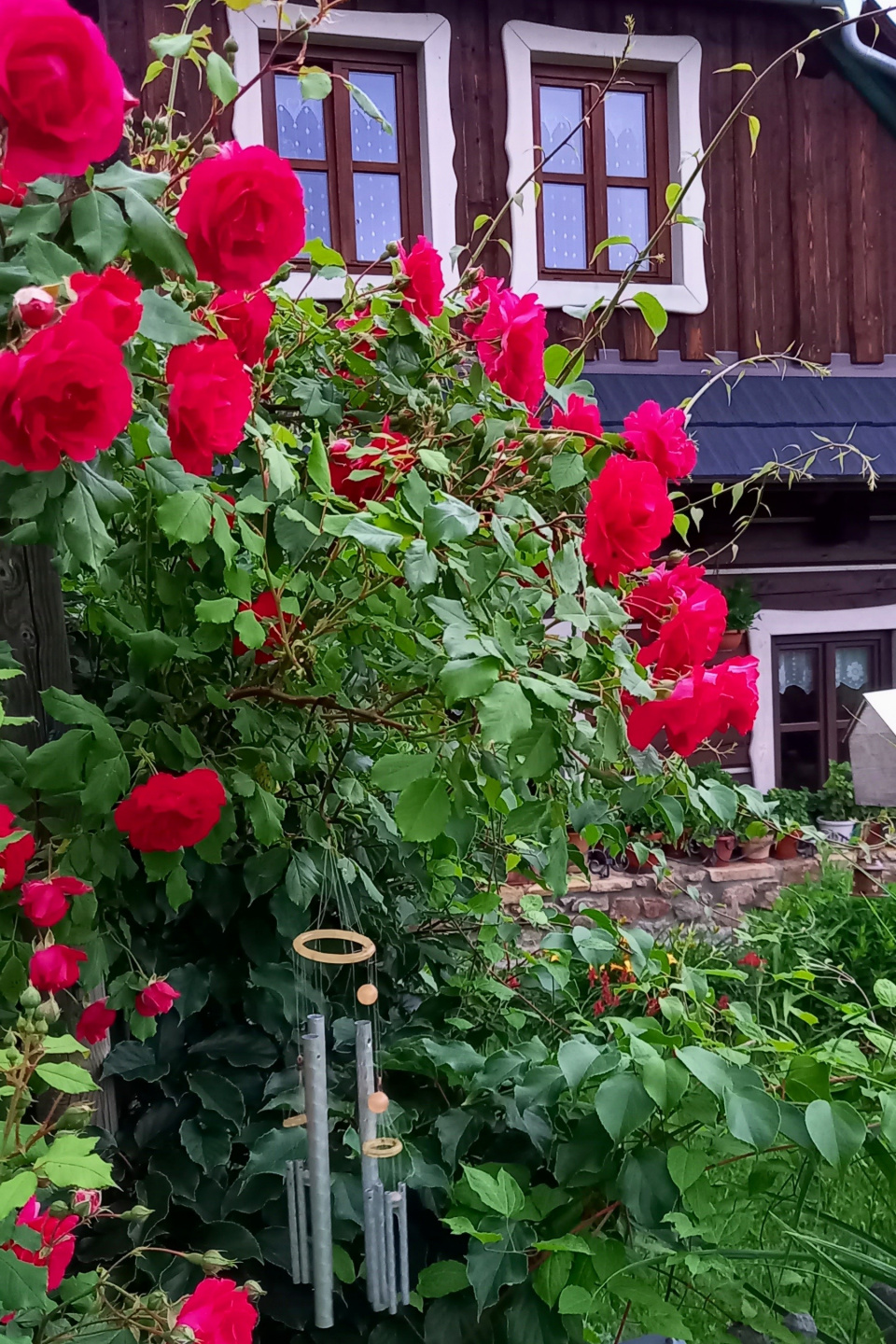 Červeně kvetoucí růže a zvonkohra
