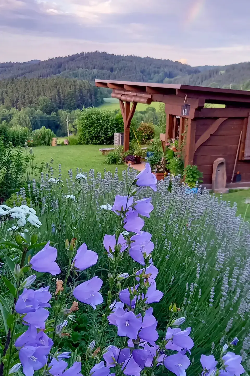 Modré květy zvonků