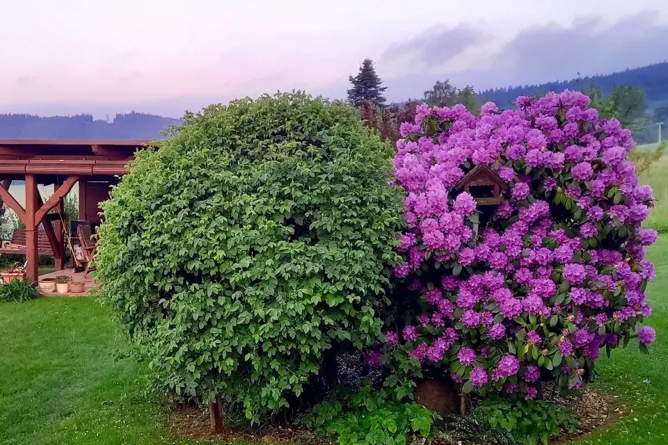 Dva keře - růže a rododendron