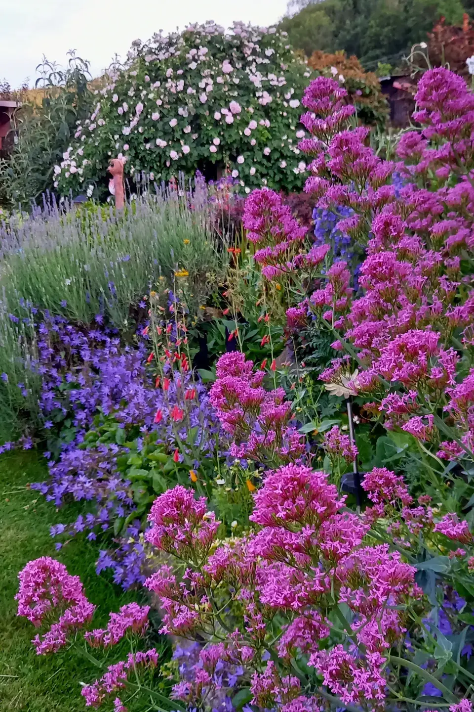 Červené květy mavuně