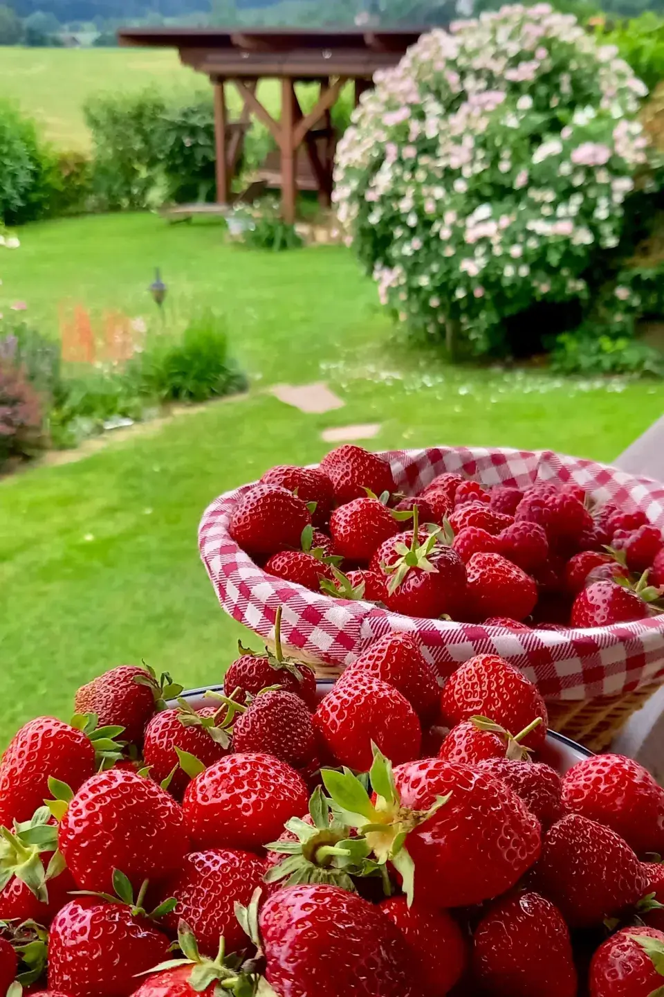 Krásně červené jahody