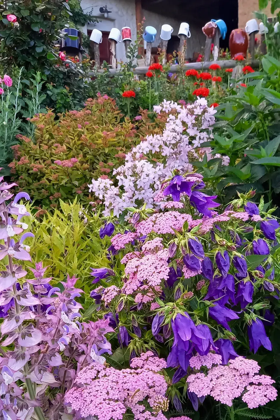 Zvonky a muškátová šalvěj