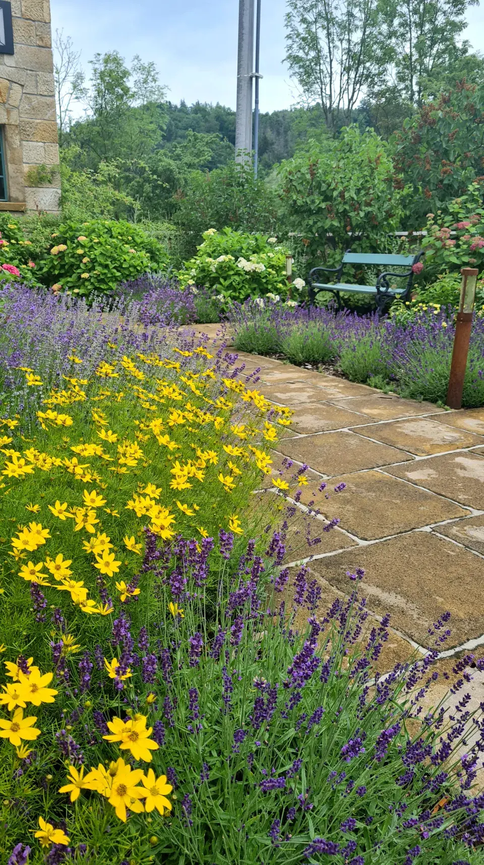 Krásnoočko levandule