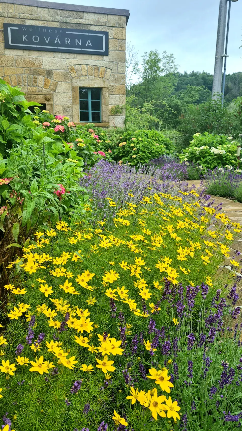 Krásnoočko levandule hortenzie