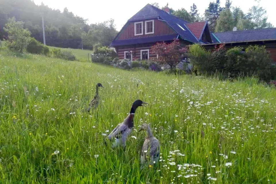 Indičtí bežci na louce