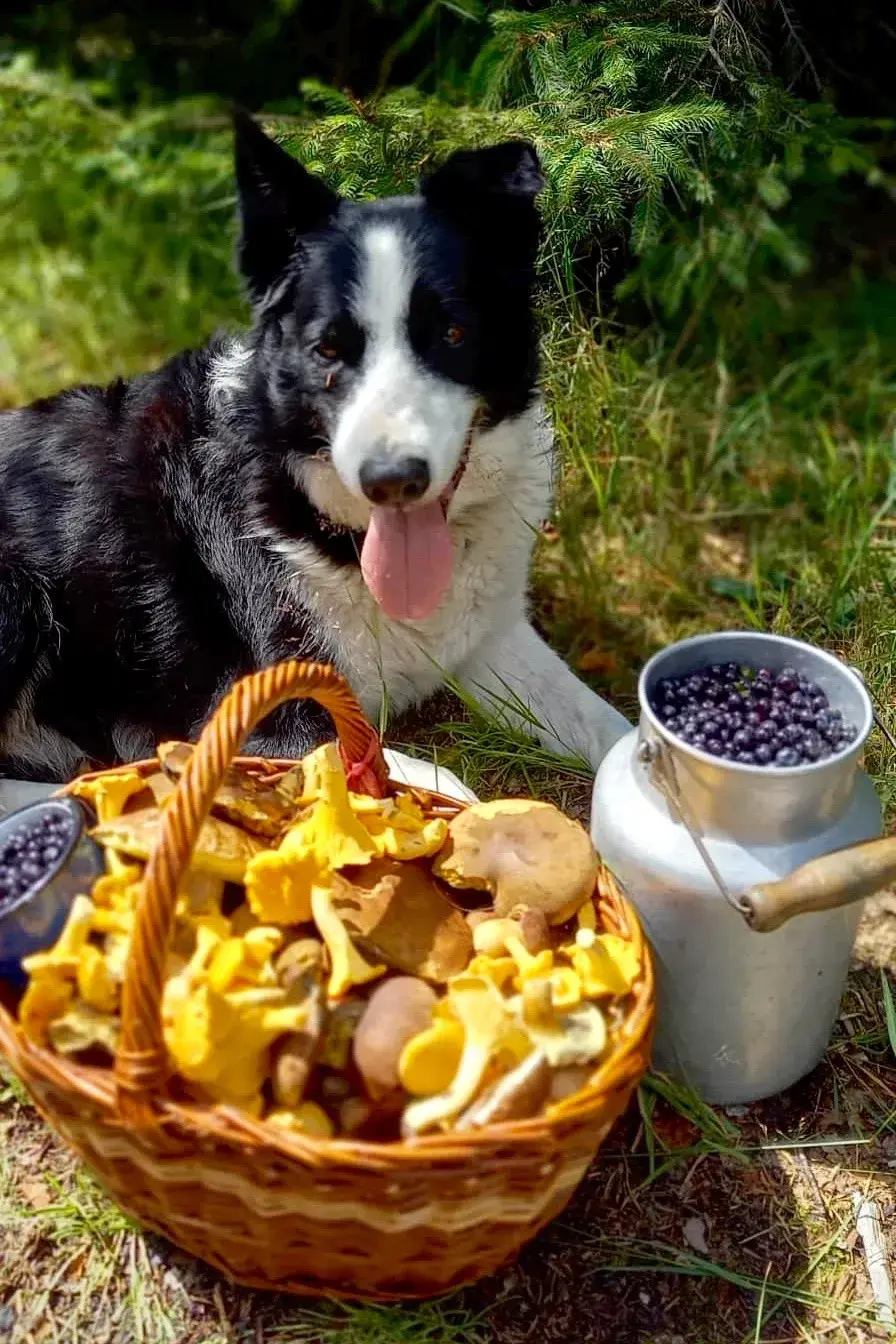 Pes, košík plný lišek a bandaska borůvek