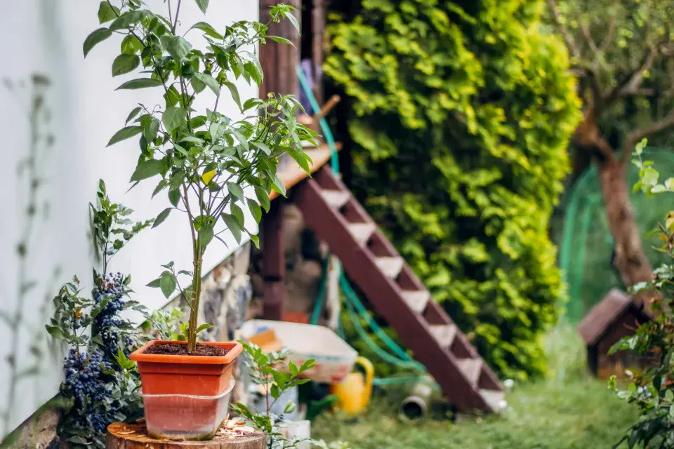 Zahrada paní Mariky