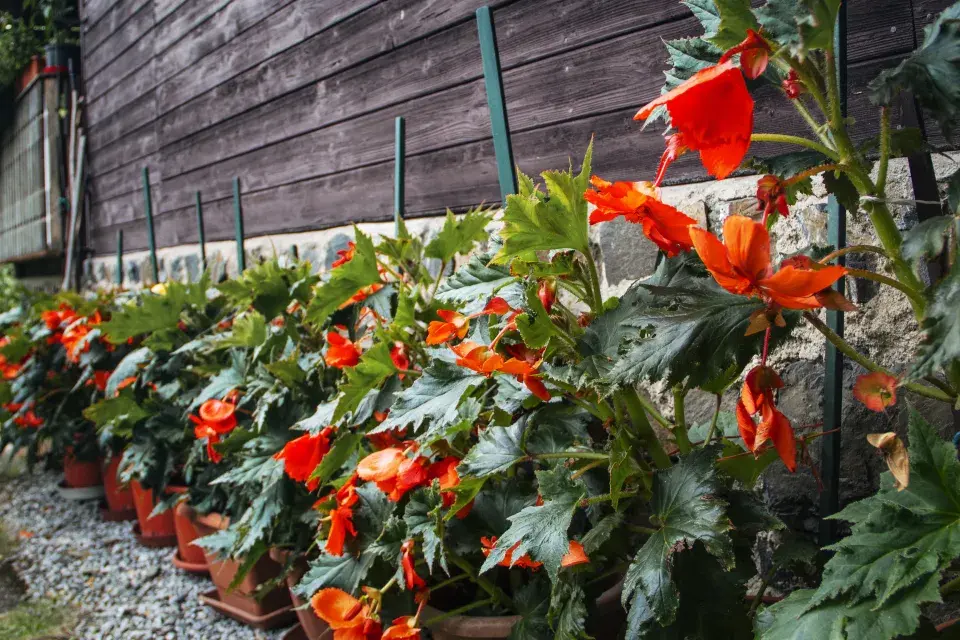 Zahrada paní Mariky