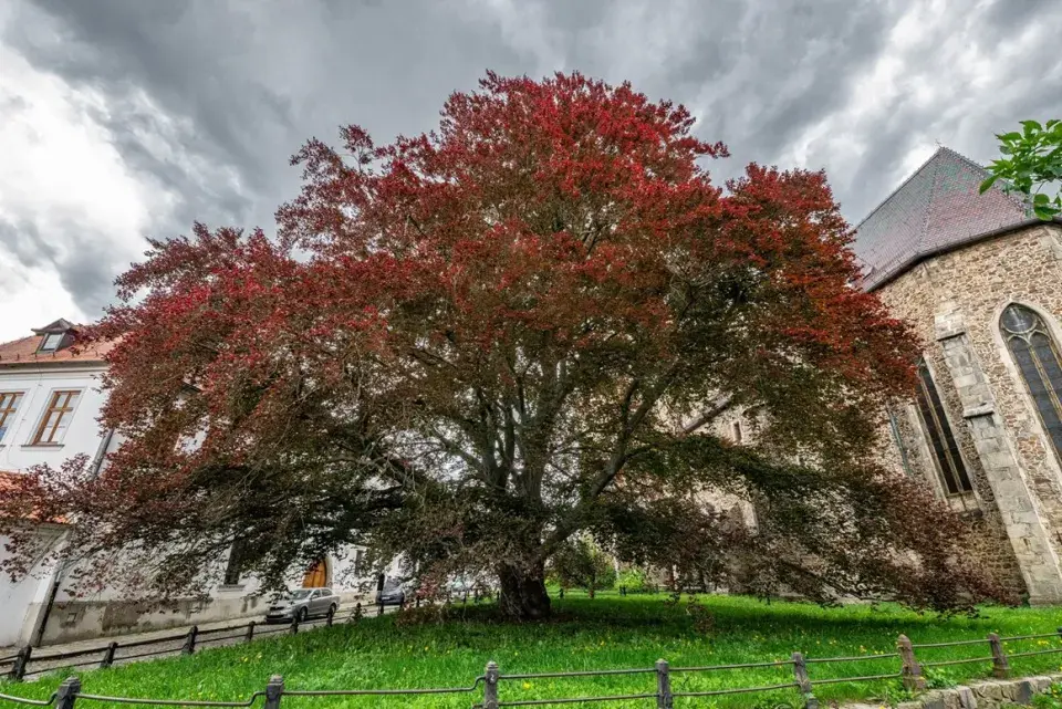 Buk u kostela v Jihlavě