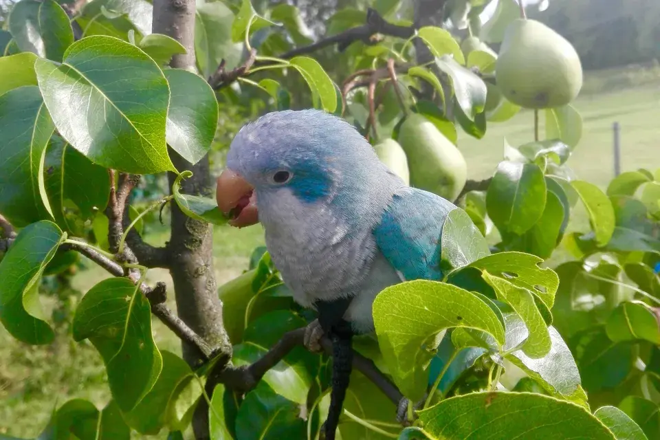 Papoušek Leonek na hrušni
