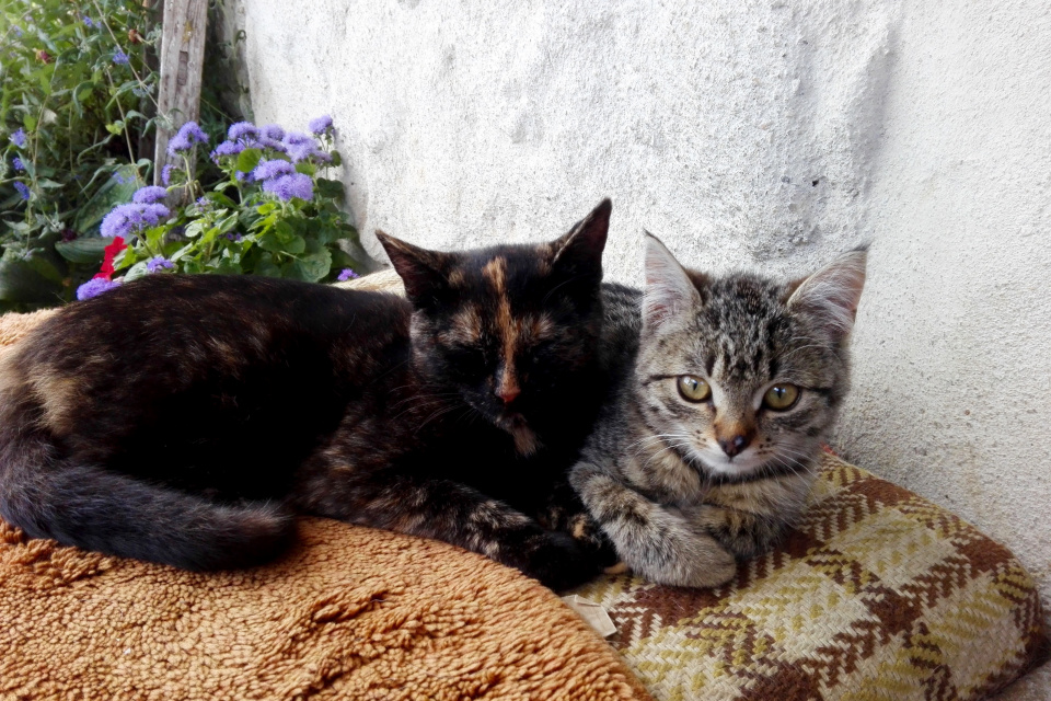 Černá a mourovatá kočka