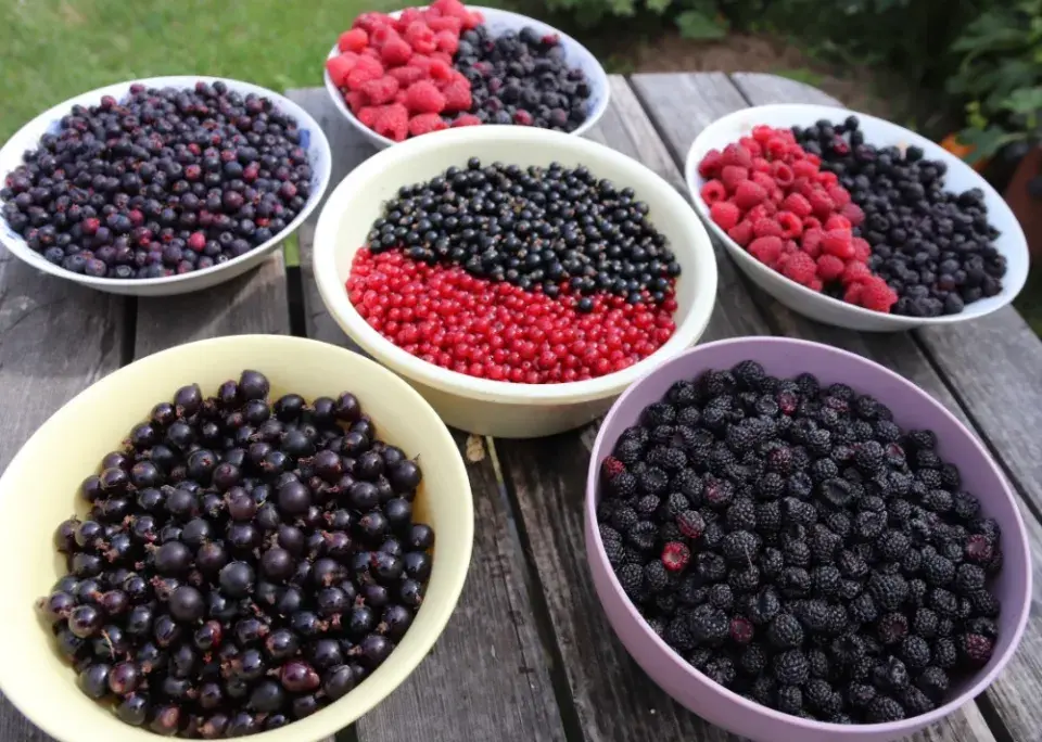 Úroda rybízu, malin, ostružin...