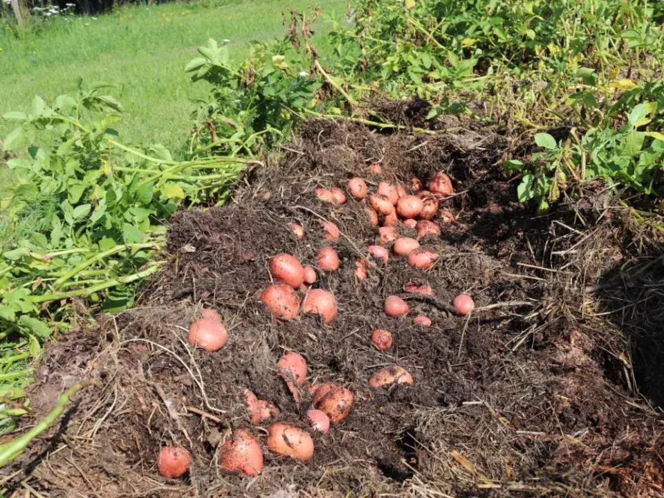 Zahrada paní Ilony vás chytne za srdce a možná změní pohled na spokojený a šťastný život 