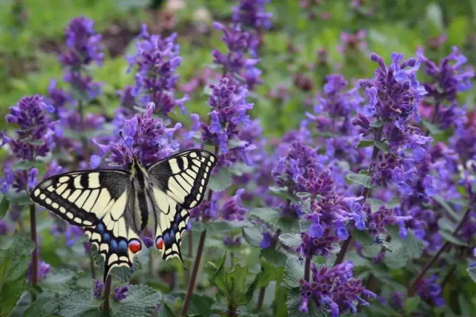Otakárek fenyklový