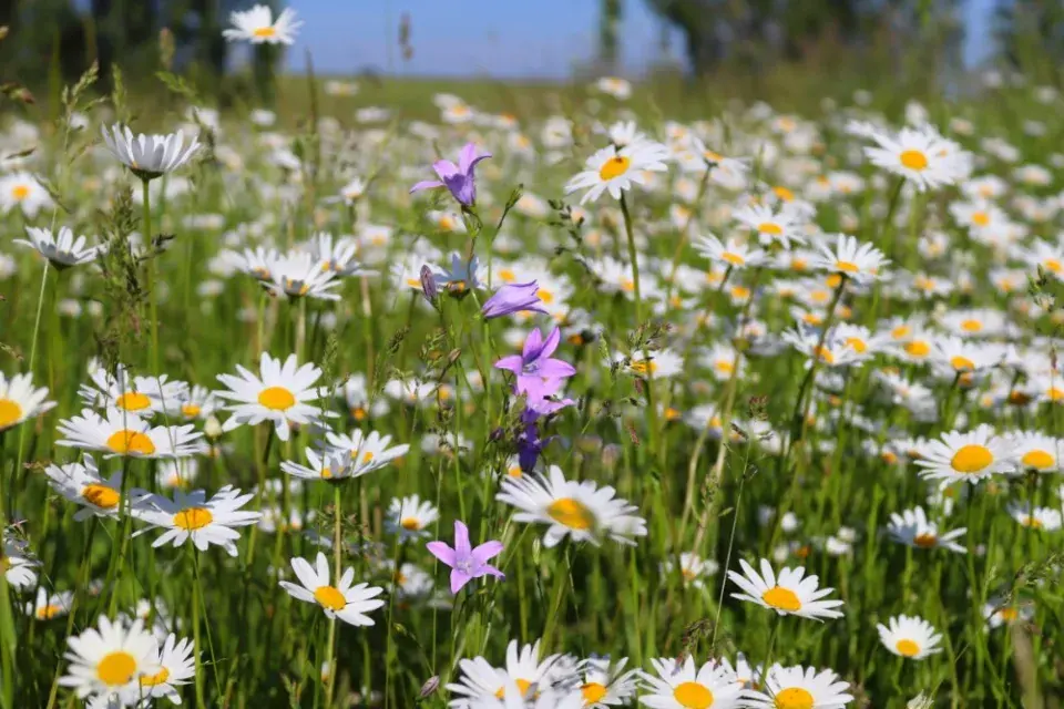Louka plná kopretin