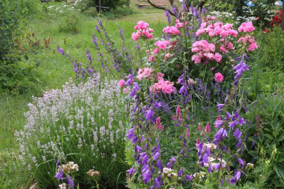 Růže, levandule a zvonky