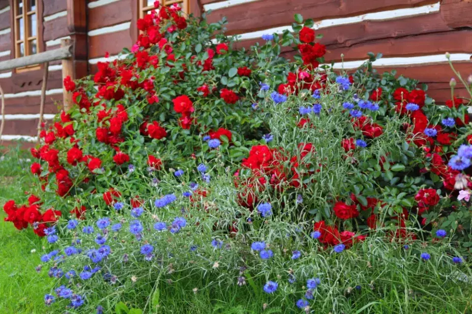 Růže a chrpy u domu