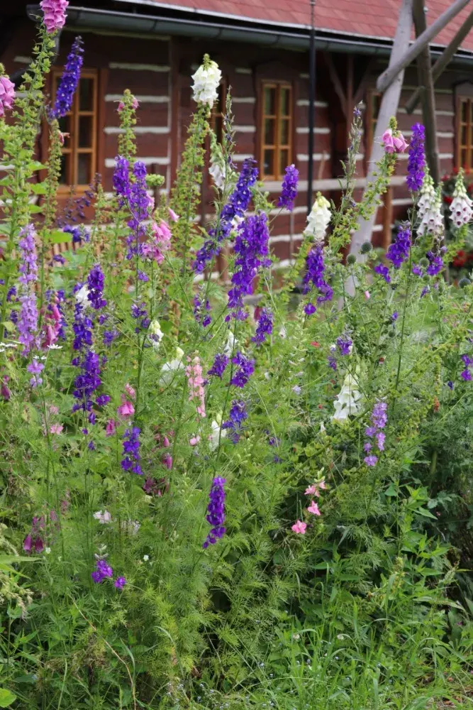 Barevné náprstníky