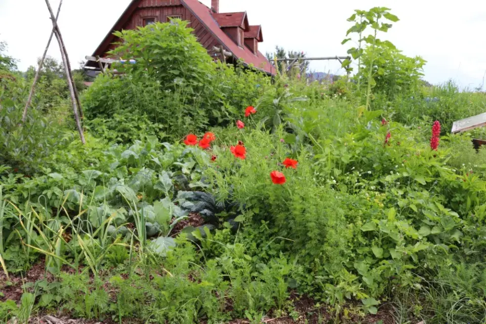 Zelení zarostlá zahrada