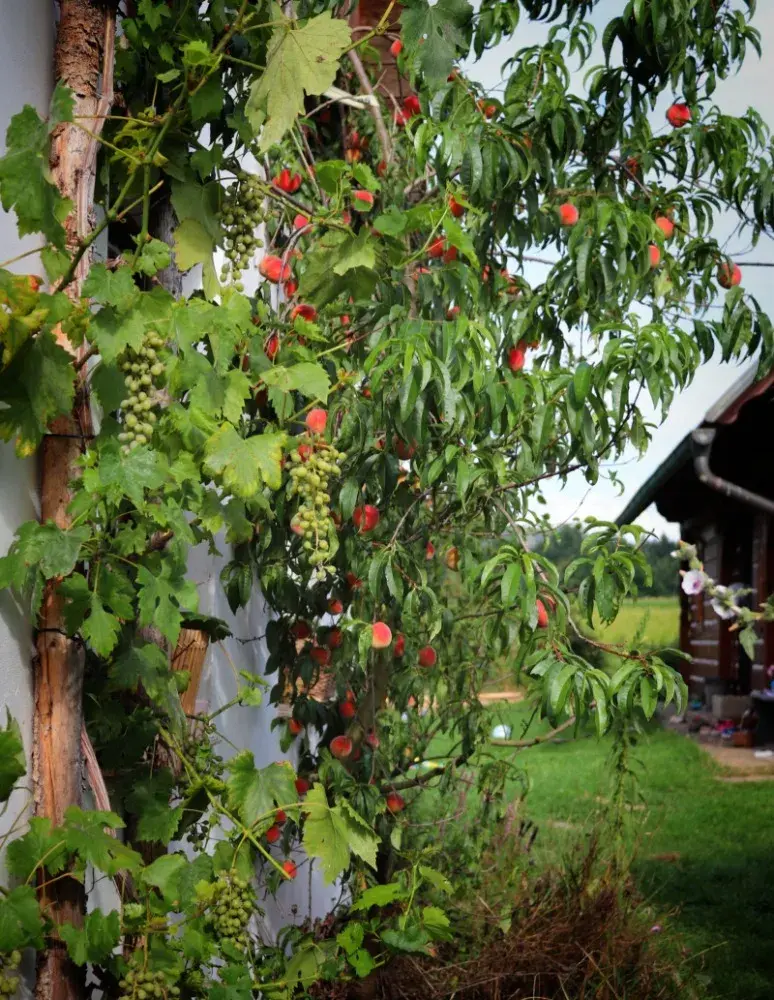 Broskvoň a réva vinná