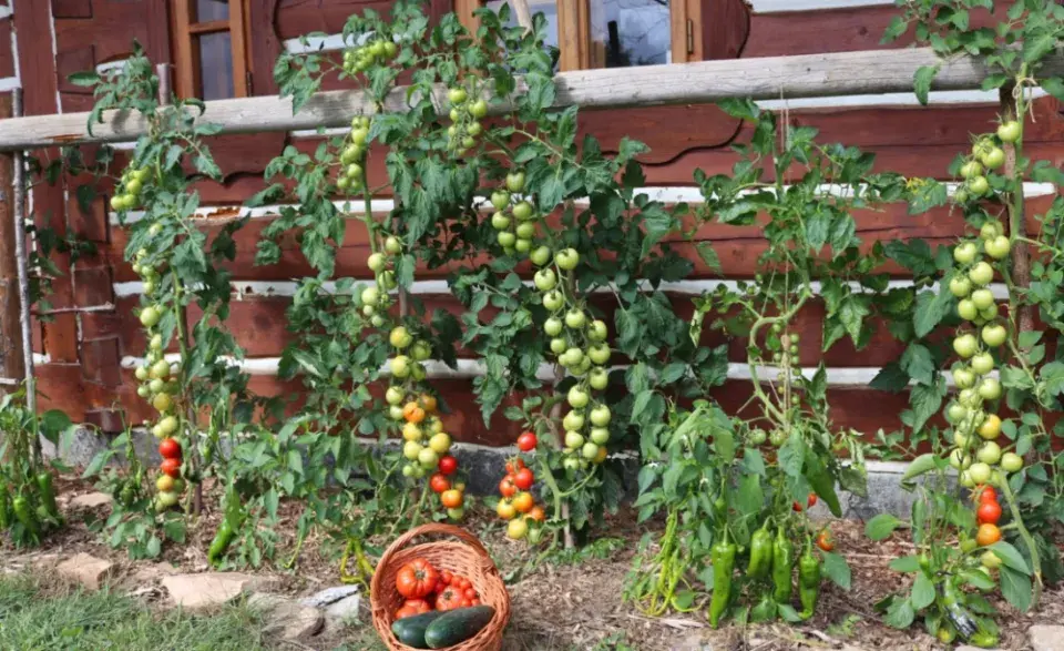 Tyčková rajčata u domu